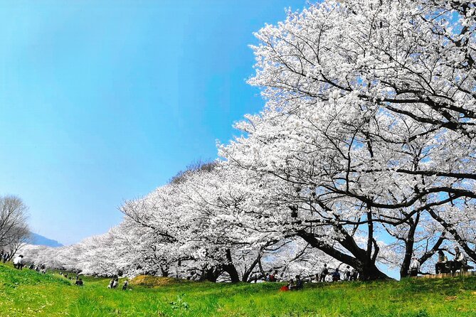 🌸 요도강 하천공원 세와리테이 지구 (요도가와 카센 코엔 세와리테이 치쿠) 이미지 8